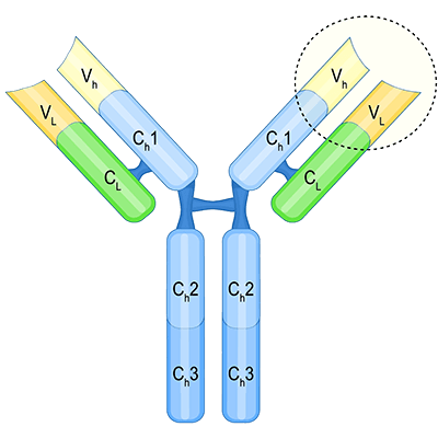 Antibody Conjugation