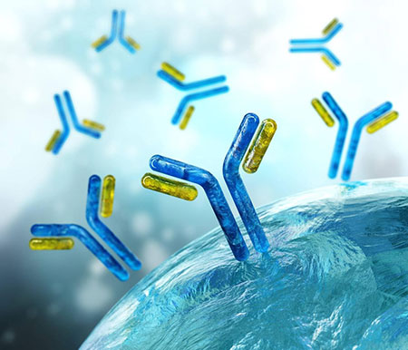 Antibody Drug Conjugation
