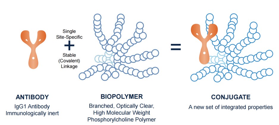 The  structure of antibody-biopolymer conjugate