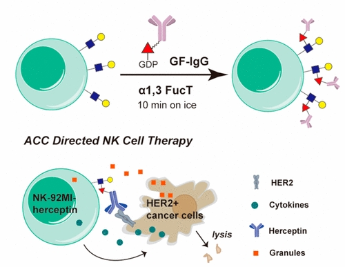 Enzymatic antibody-cell  conjugates 