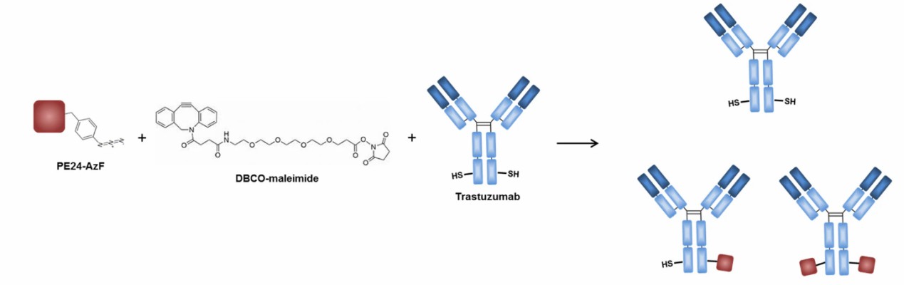 Conjugation of trastuzumab and PE24-AzF