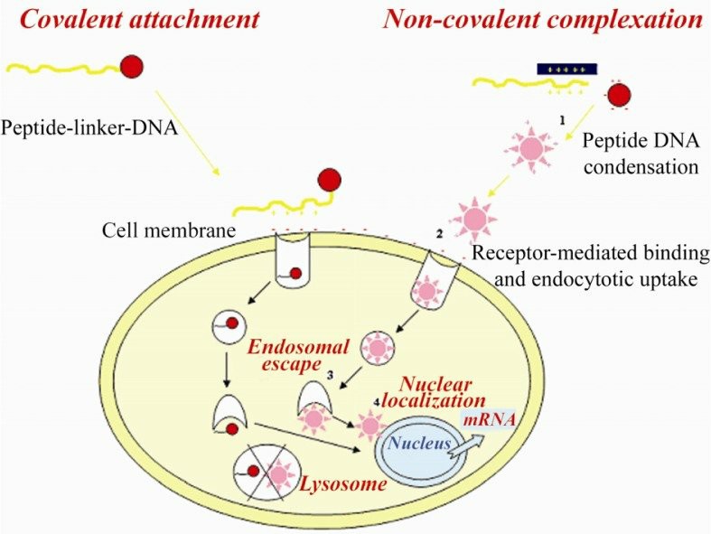 Peptide-based nucleic acid delivery systems.