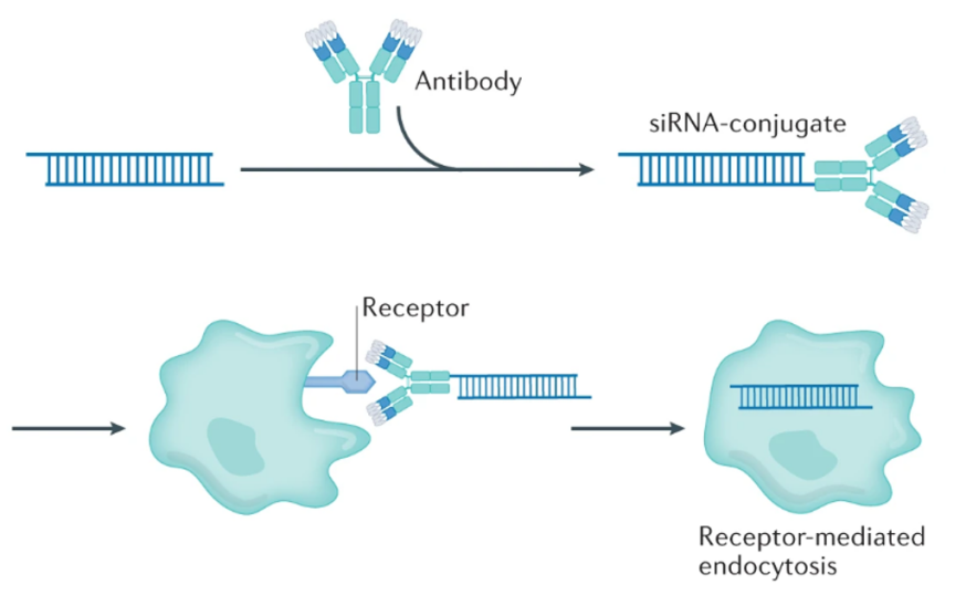 Antibody directly conjugated to siRNA 