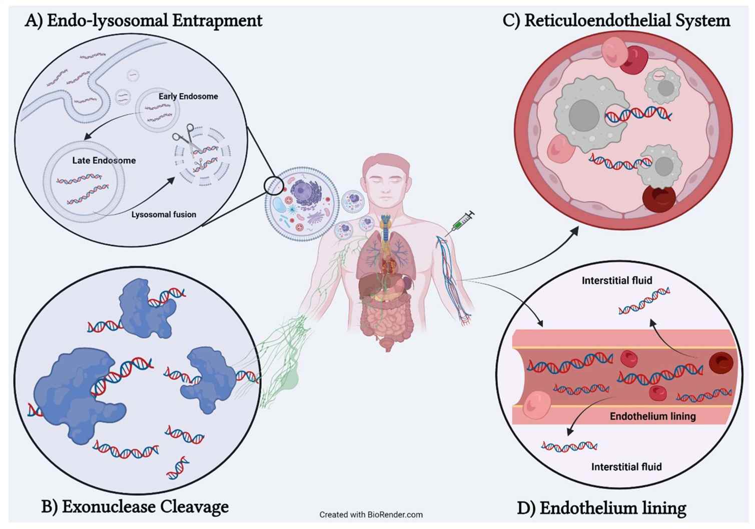 Four biological barriers preventing activity of therapeutic oligonucleotide.