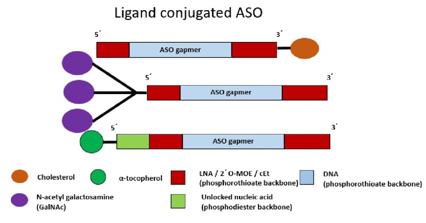 Schematic illustration of ligand-conjugated antisense oligonucleotide.