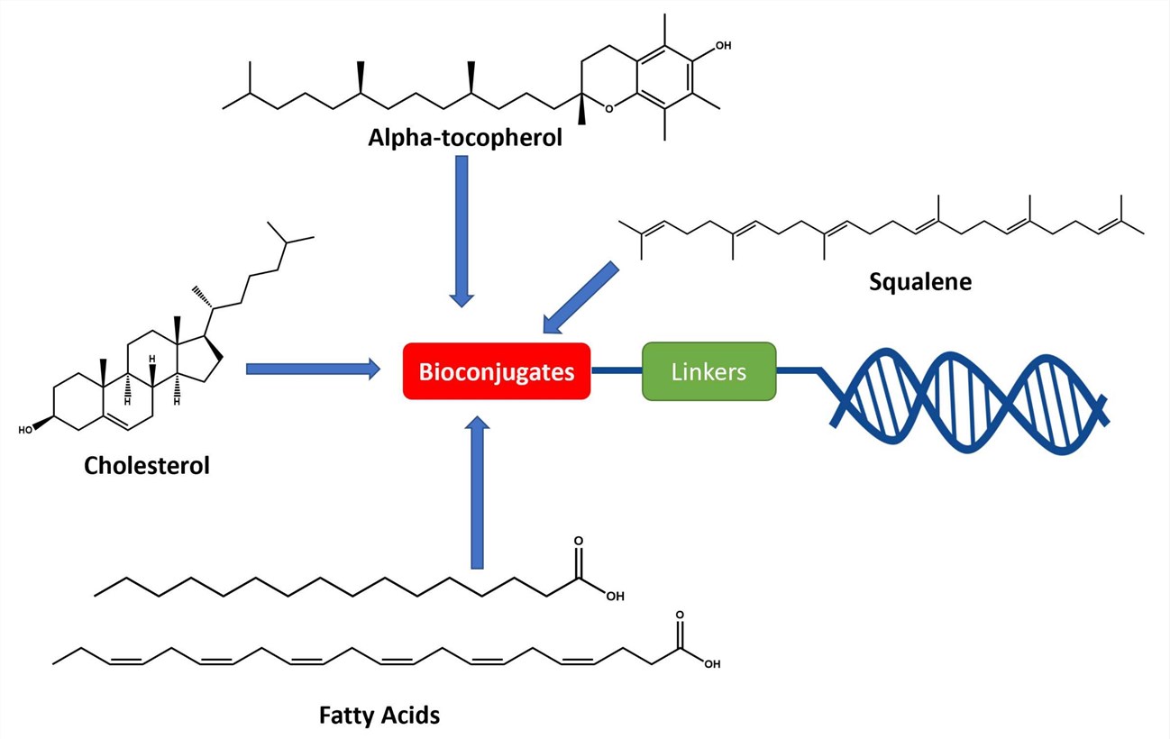 General molecular structure of conjugated oligonucleotides including: (1) synthetic oligonucleotide, (2) linkers, and (3) bioconjugates.