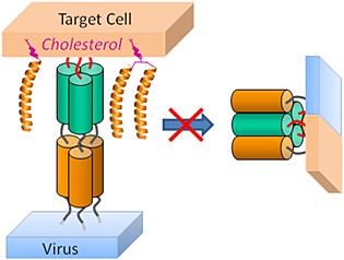 Cholesterol-conjugated peptide antivirals.