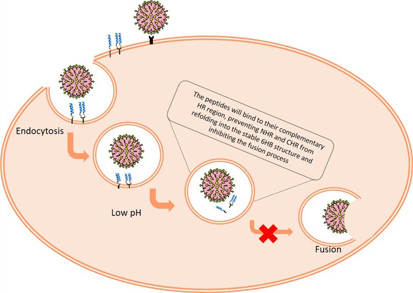 Cholesterol-conjugated peptide inhibitors of influenza virus.