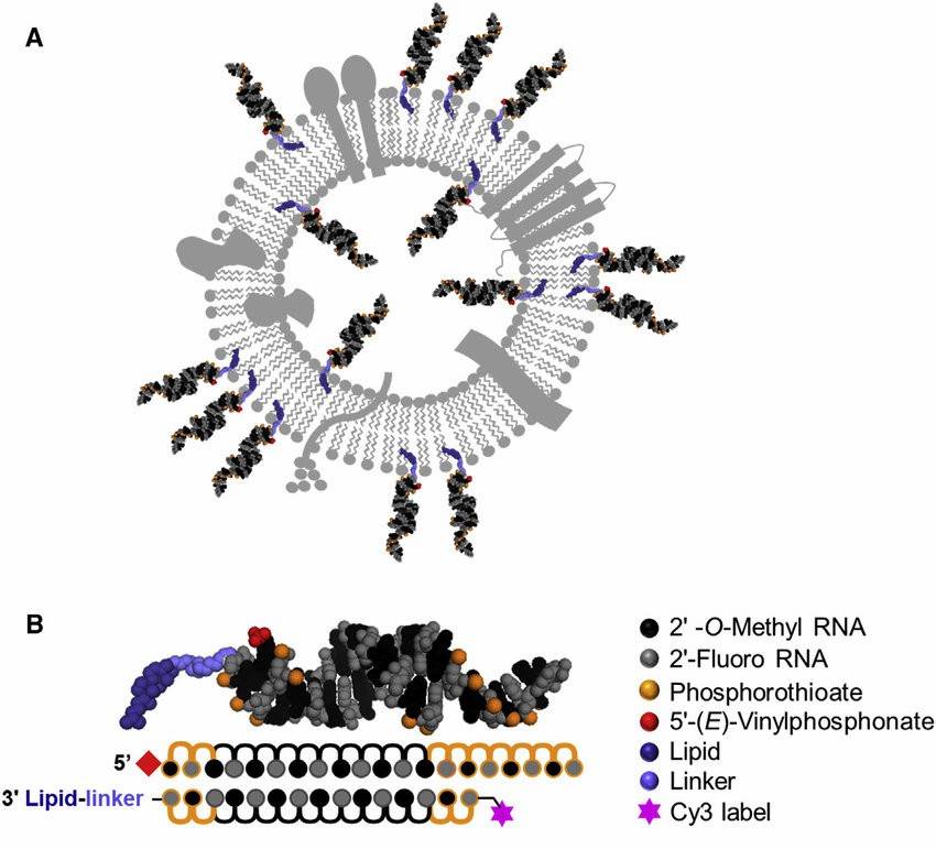 Representation of sEV membrane loaded with cholesterol-conjugated siRNAs.