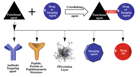 Basic diagrammatic representation of a bioconjugates’ design and structure