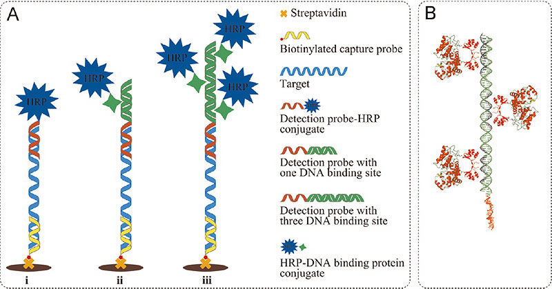 Enzyme-Labeling-of-Oligonucleotides-2.jpg