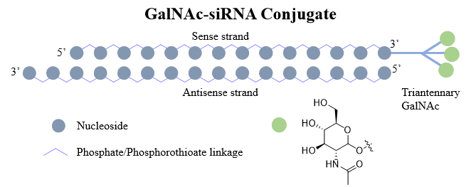 GalNAc-siRNA-Conjugation