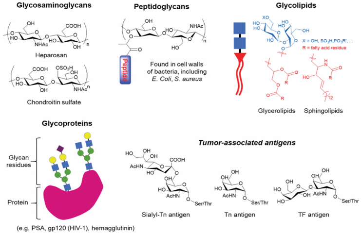 Examples of glycans that can be found in nature, ranging from glycosaminoglycan polysaccharides to glycoconjugates, such as peptidoglycans, glycolipids and glycoproteins, which can bear tumour-associated antigens.