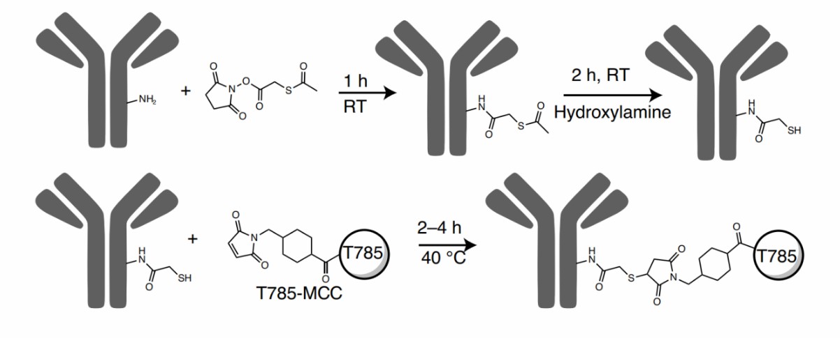 Immune-Stimulating Antibody Conjugation (ISAC)