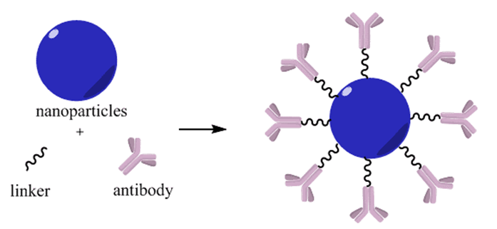 Nanoparticles & Beads Conjugation