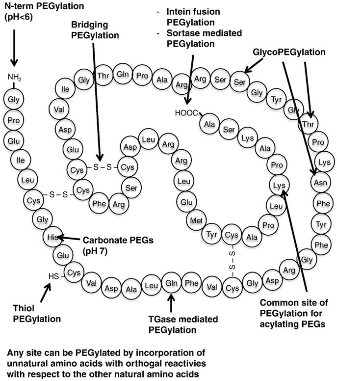 PEG Conjugated Protein