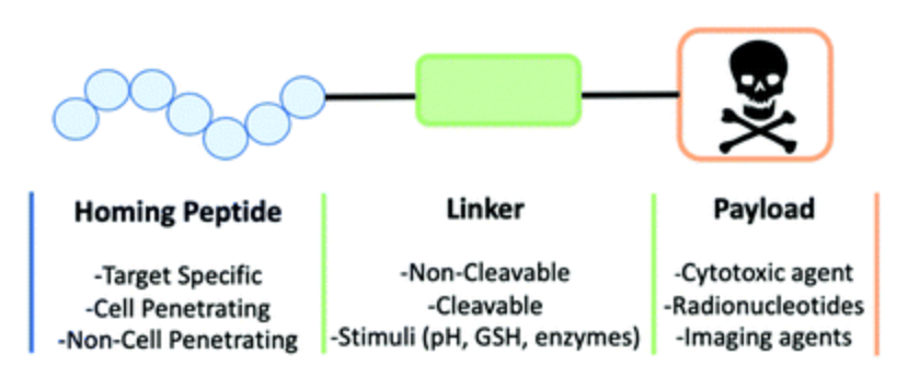 Peptide-drug conjugate 