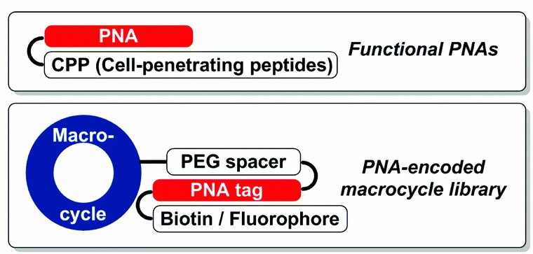 Applications of PNA-peptide conjugates.