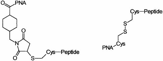 PNA-Peptide Conjugates.