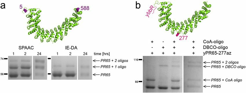 Attachment sites and SDS-PAGE of protein-oligo conjugations.