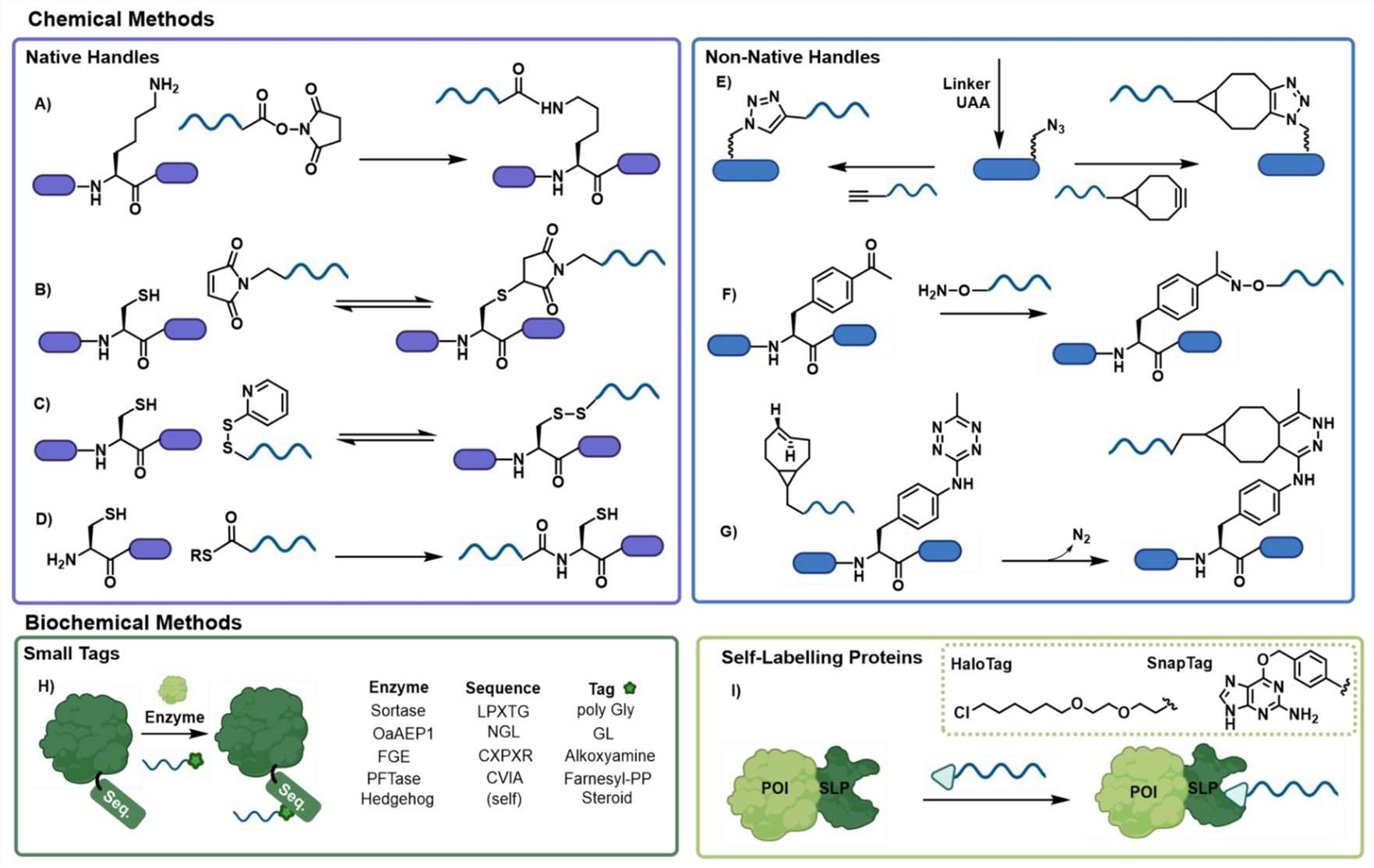 Attachment sites and SDS-PAGE of protein-oligo conjugations.