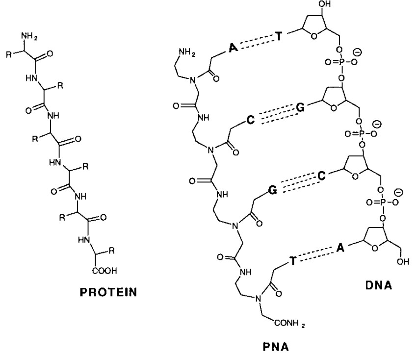 Structural representations of protein, PNA, and DNA.