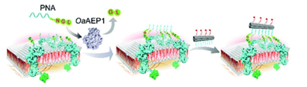 OaAEP1-mediated PNA-protein conjugation.