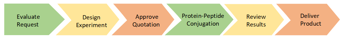 Protein-Peptide Conjugation