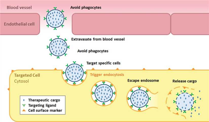 Virus-like Drug Conjugation (VDC)