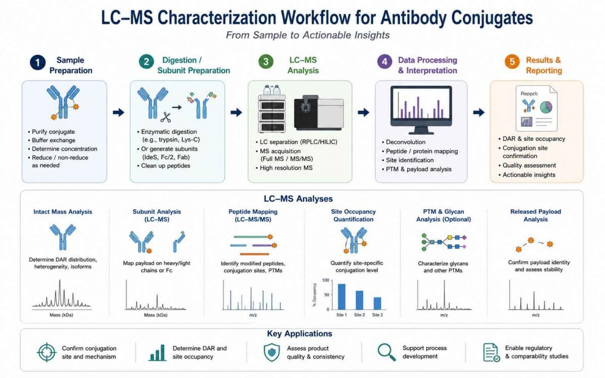 LC-MS workflow for antibody conjugate characterization