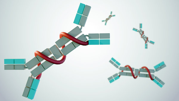 Antibody Conjugate Quality Attributes: DAR Analysis, Purity, Aggregation, and Stability