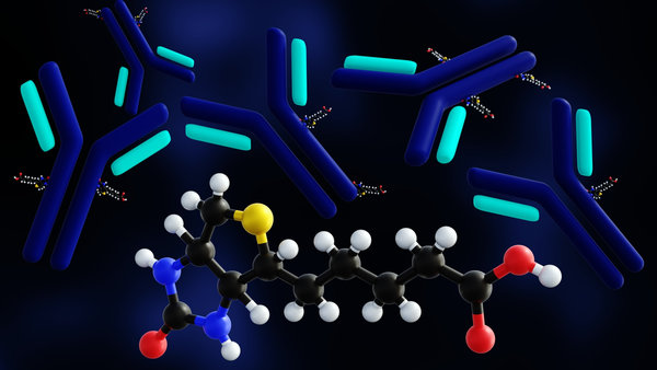 Antibody-Enzyme Conjugation: HRP, Alkaline Phosphatase, and Detection System Design