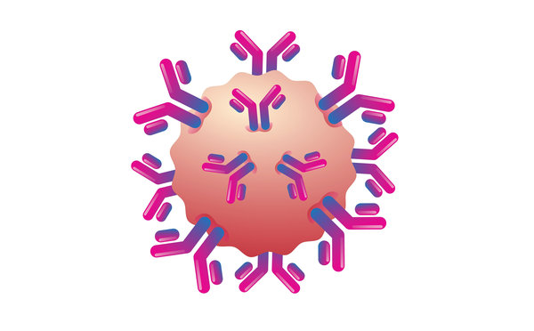 Antibody HRP Conjugation: Methods, Optimization, Purification, and Quality Control