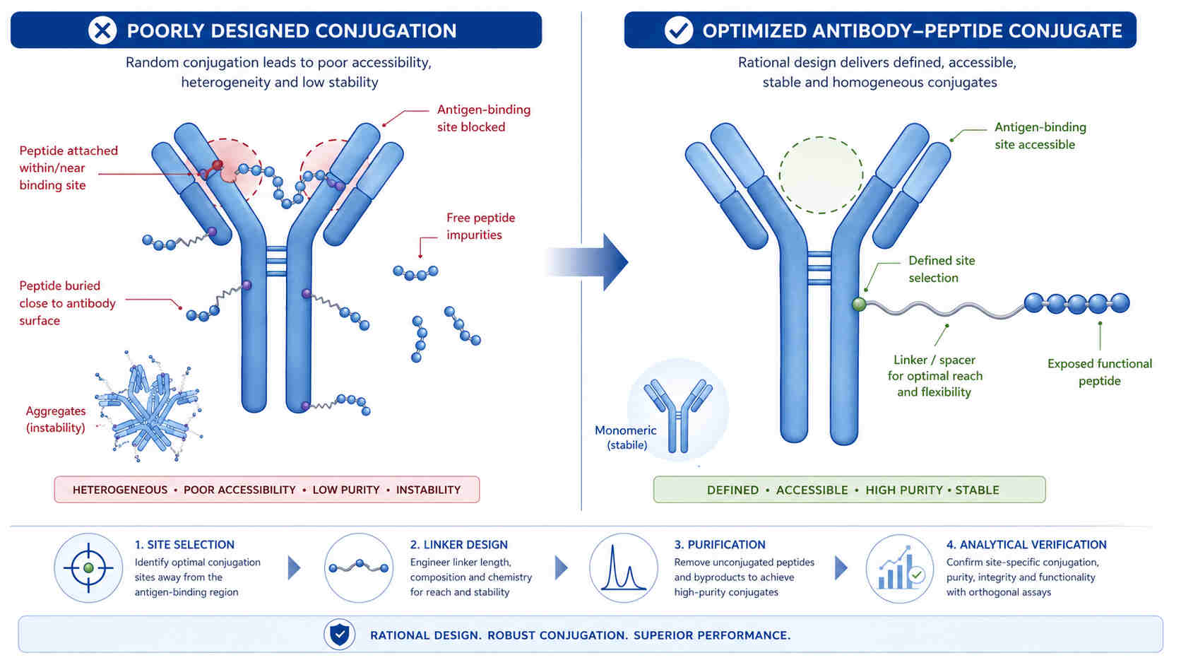 Illustration of antibody peptide conjugation strategy improving peptide accessibility, preserving antibody binding, and reducing free peptide and aggregation in research conjugates
