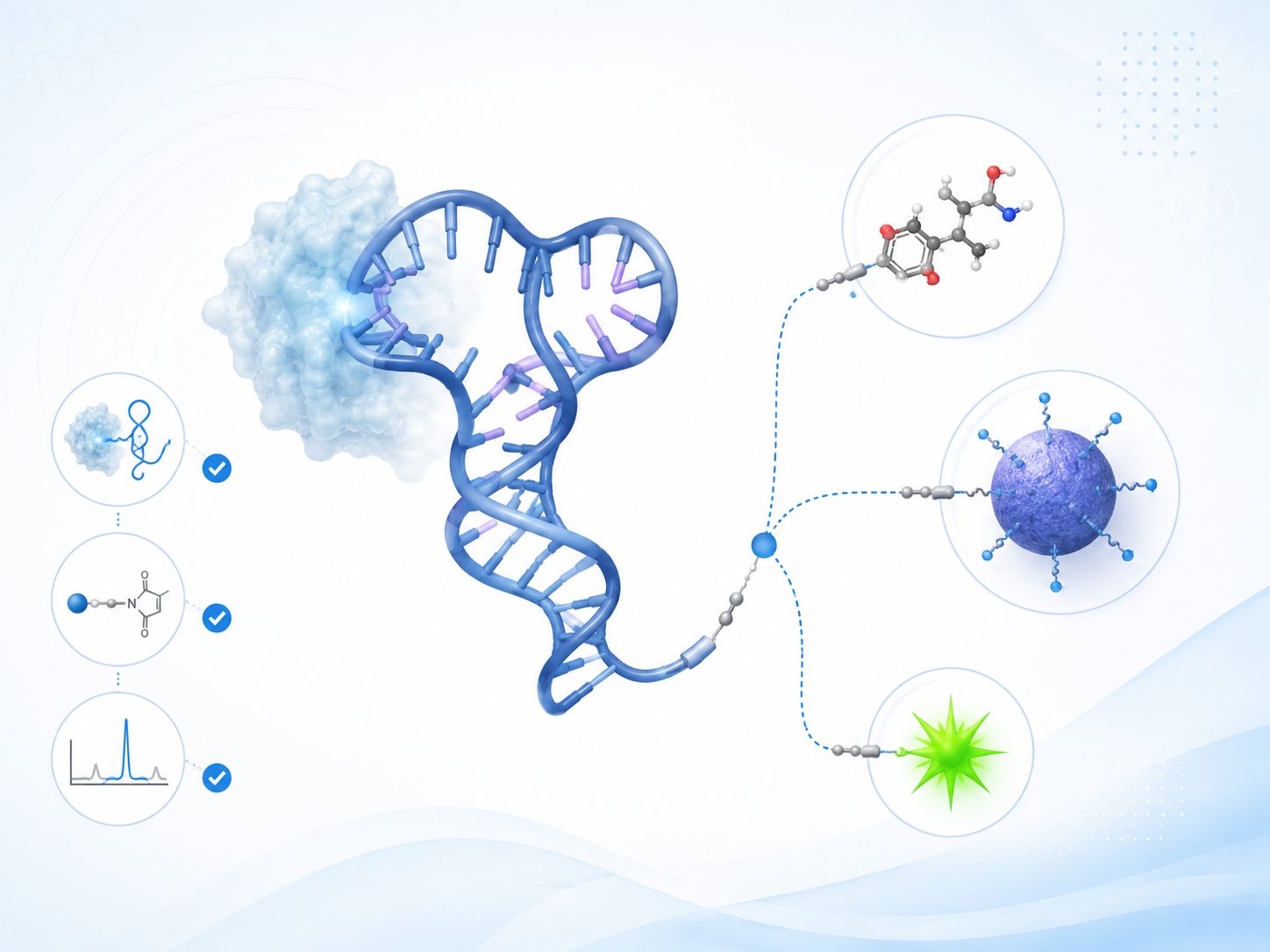 Illustration of an aptamer conjugated to payloads and nanocarriers with controlled linker design, preserved target binding, and analytical verification
