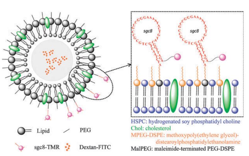 Aptamer liposome conjugation for targeted delivery