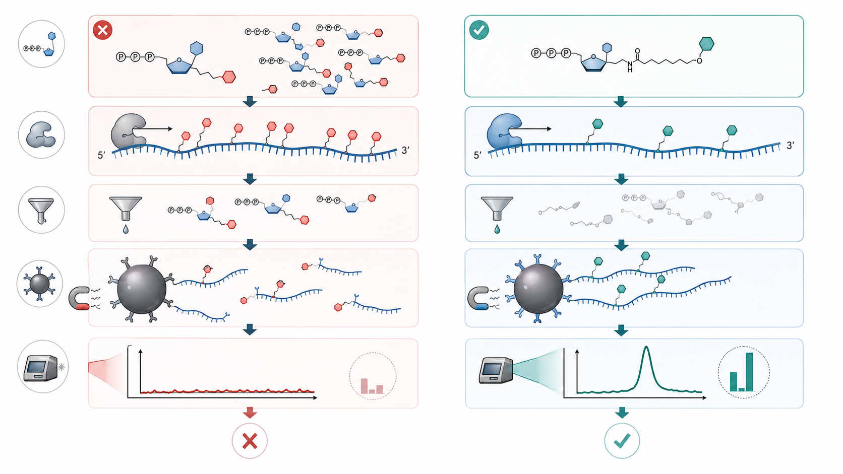 Illustration showing how optimized biotin labeled nucleotide selection improves enzymatic incorporation, streptavidin accessibility, and downstream capture or detection