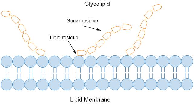 Carbohydrates combine with lipids to form glycolipids