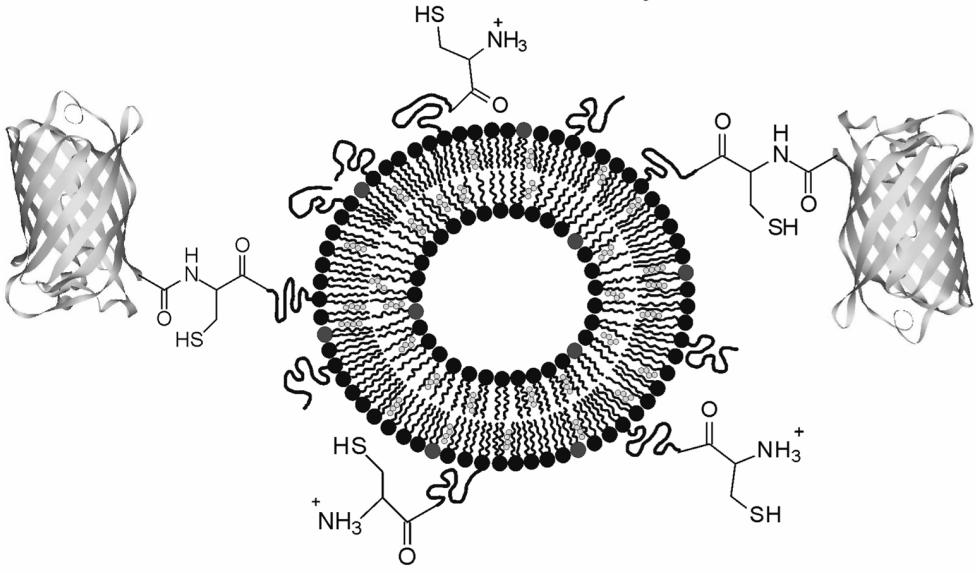 Chemical ligation of liposomes with proteins.