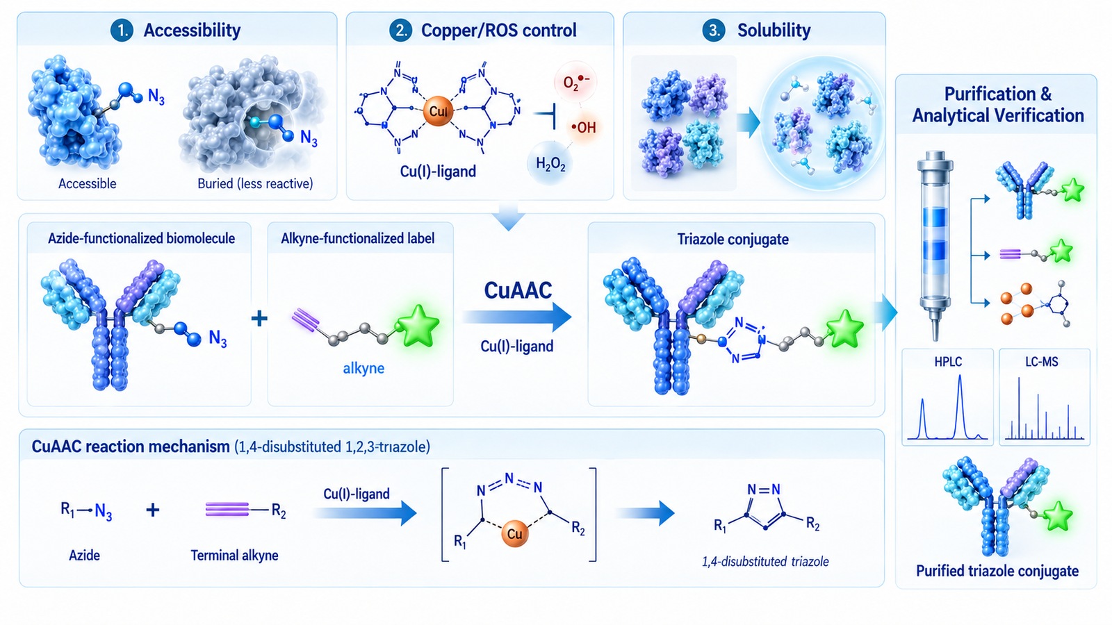 CuAAC conjugation scheme showing azide and terminal alkyne coupling with copper ligand control, purification, and analytical verification