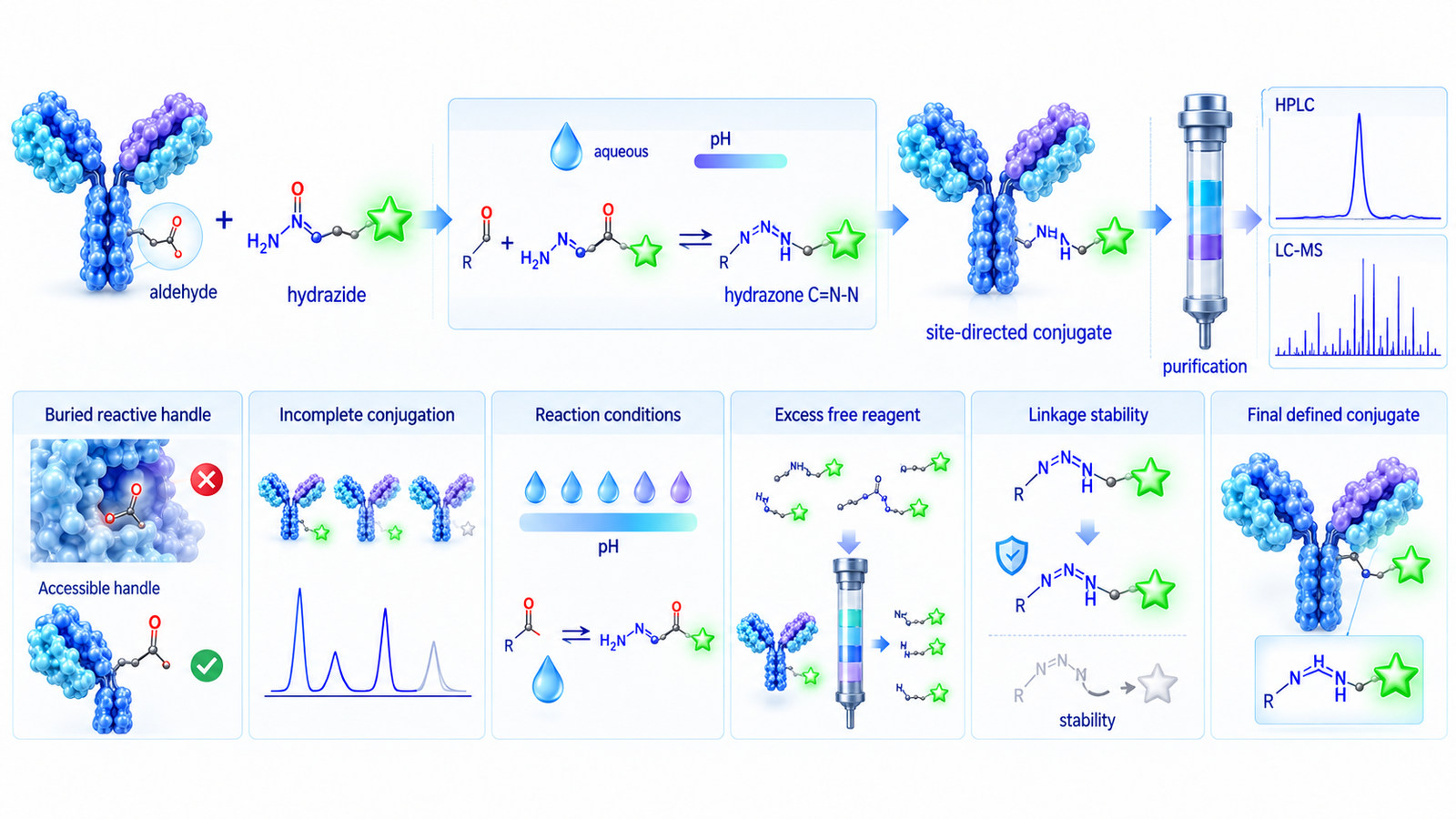 Hydrazone ligation strategy showing aldehyde and hydrazide handle selection, controlled conjugation, purification, and analytical verification