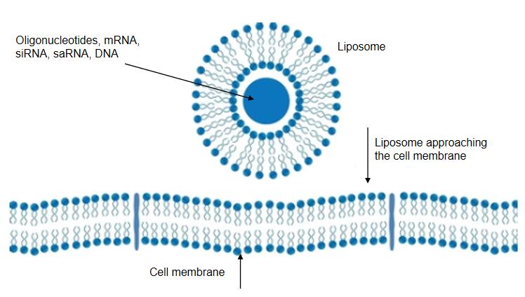 Liposome Oligonucleotide Conjugates