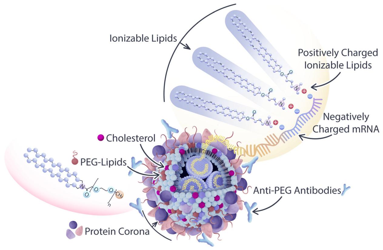 LNP used in oligonucleotide delivery.