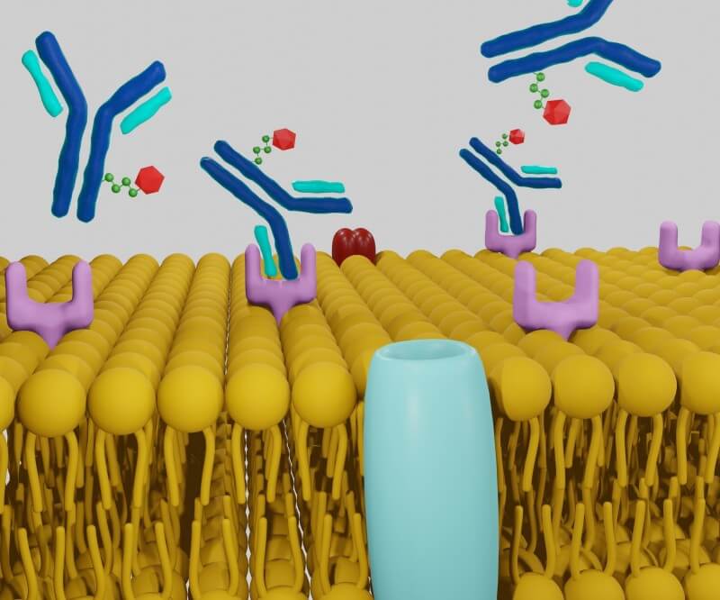 Lysine vs Cysteine vs Site-Specific Antibody Conjugation