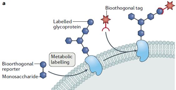 Metabolite Labeling through Bioorthogonal Coupling