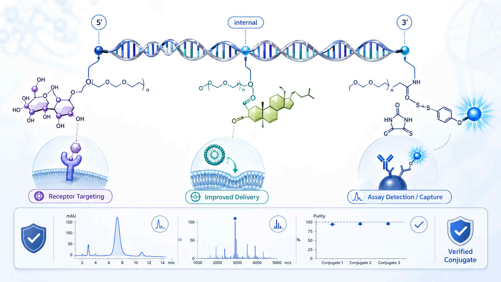 Illustration of oligonucleotide-small molecule conjugation improving delivery, targeting, and assay-readout design through controlled attachment site, linker selection, and purification