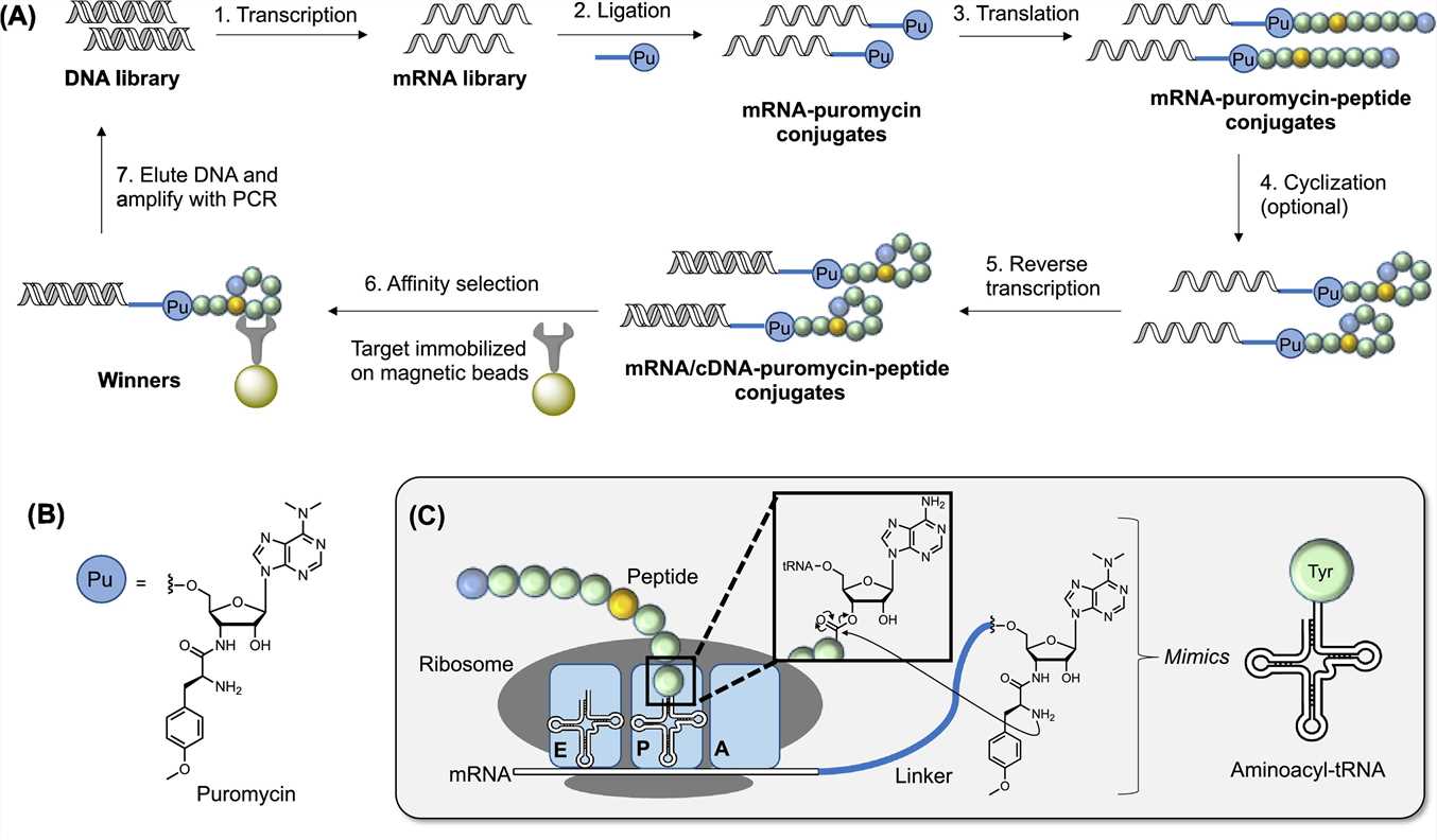 Peptides-RNA conjugates in mRNA display.