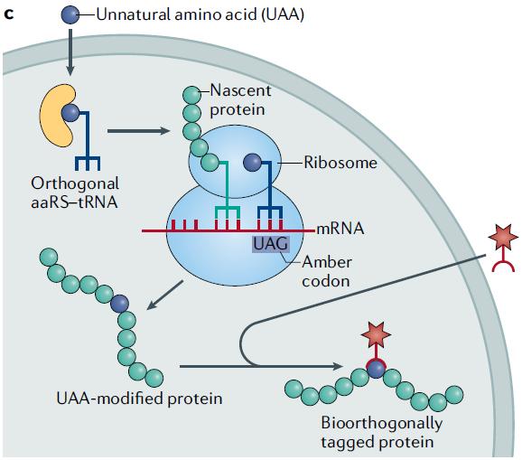 Principle of Genetic Code Expansion