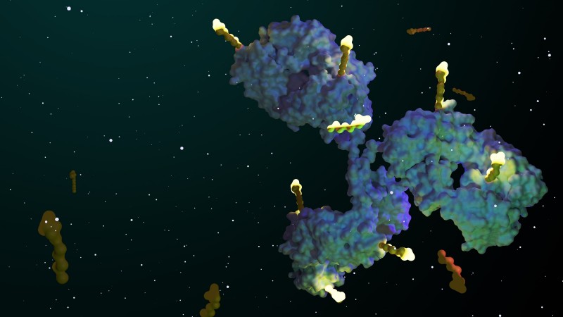 Site-Specific Antibody Conjugation for ADC Development