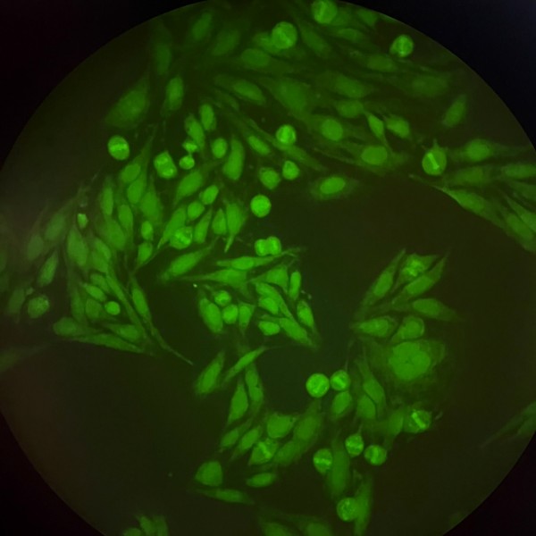 SPAAC Antibody-Dye and Antibody-Biotin Labeling for Assay Development